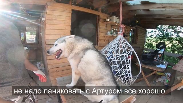 Собака сама должна просить выдуть ей шерсть, её можно этому научить! смотреть онлайн