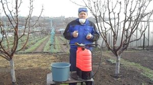 Обработка плодовых деревьев по зеленому конусу