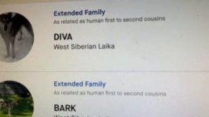 Результат ДНК теста нашей собаки Грима// Готовим манты