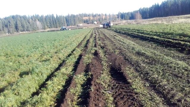Финляндия. Уборка морковки. смотреть онлайн