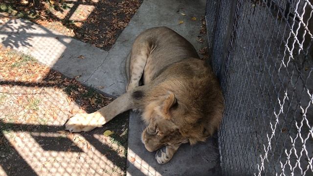 Сон Аслана! Тайган. Young lion Aslan. Taigan. Crimea смотреть онлайн