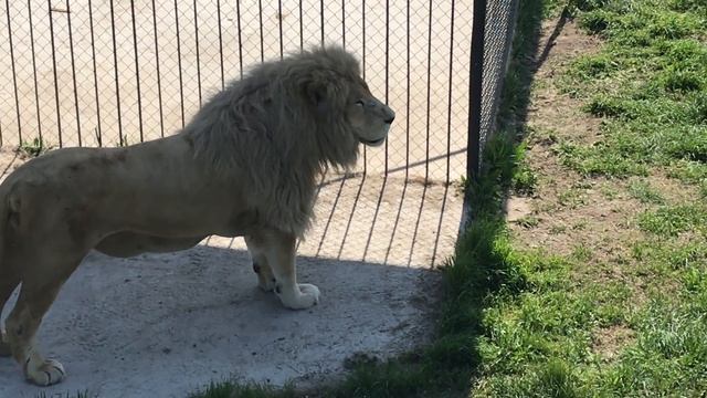 Ричард львиное сердце! Тайган Richard the Lionheart! Taigan смотреть онлайн