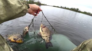 ПРОВЕРКА СЕТЕЙ НА КАРАСЯ. РЫБА ВАЛИТ В СЕТИ. Республика Коми.