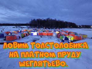 Рыбалка на платнике, Ловим Толстолобика, Амура, Осетра. Щеглятьево.