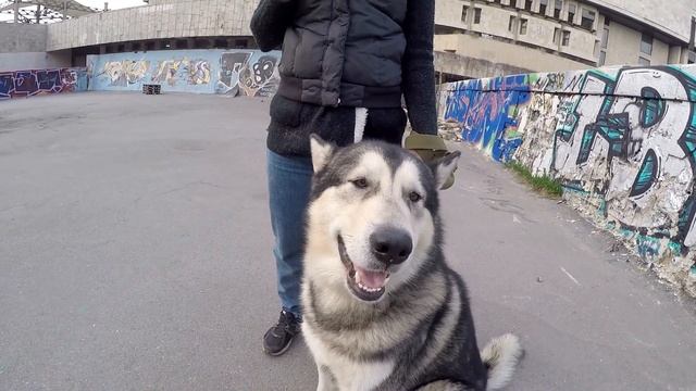 Не для слабонервных!!! ХАСКИ и МАЛАМУТ знакомятся с ПИТБУЛЕМ!