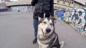 Не для слабонервных!!! ХАСКИ и МАЛАМУТ знакомятся с ПИТБУЛЕМ!