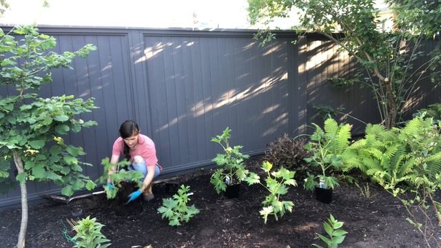 Planting Delphiniums: Adding Tall Blue Delphiniums (Larkspur) to the Garden | Home for the Harvest смотреть онлайн