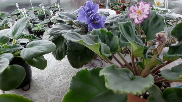 Почему фиалки не цветут? Что нужно для этого делать? смотреть онлайн