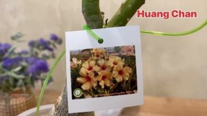 #адениум уход в домашних условиях, #адаптация