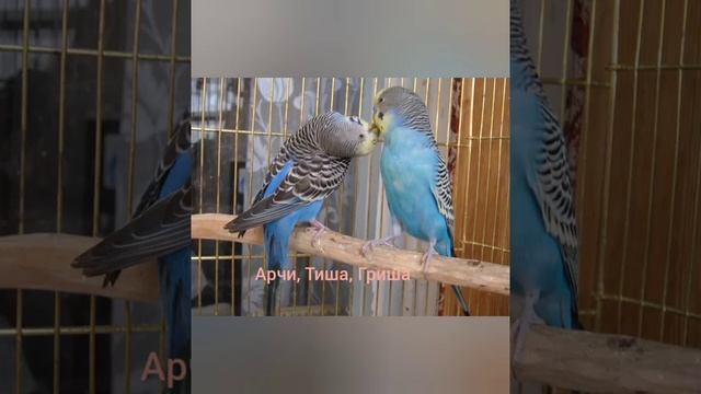 Имена для попугаев ( Мальчиков) ( 1 часть) смотреть онлайн