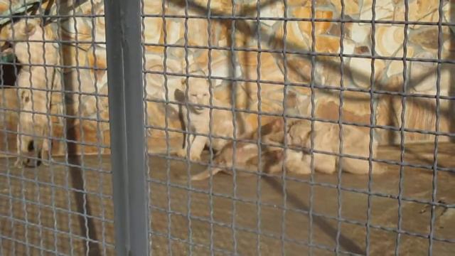 Белые львята, декабрь 2015 смотреть онлайн