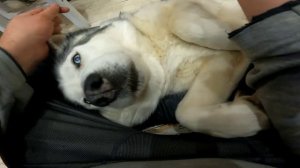 Показываю как я измеряю уровень сахару у собаки диабетика