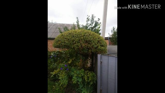 Что можно сделать с вербой матсуданой