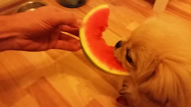 Pekinese und Wassermelone / pekingese and watermelon смотреть онлайн