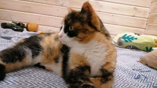 Забыл сделать подарок на 8 марта Лайке?! смотреть онлайн