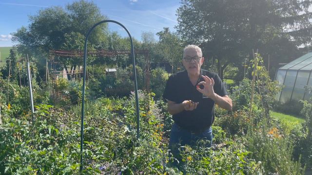 Tomate F1 Indigo Kumquat