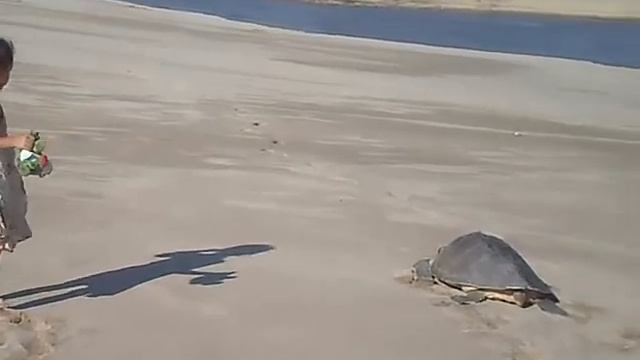 Морская Черепашка в Мексике