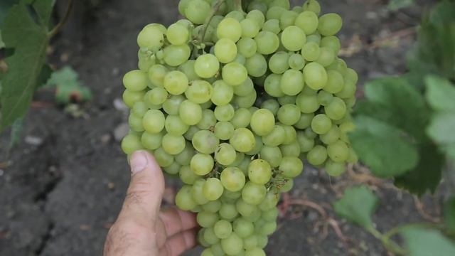 Обзор сортов винограда, мой виноградник в августе 2021 смотреть онлайн