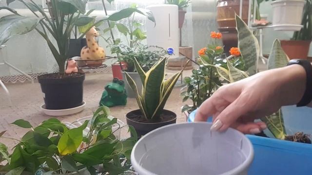Дом в цветах// Пересаживаю и рассаживаю сансевьерию. Сажаю черенки фикуса и фуксии. смотреть онлайн