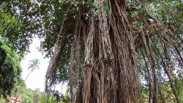 КОГДА ЛУЧШЕ ехать на ГОА?  Как выглядят пляжи Гоа летом?Сезон  дождей в Гоа