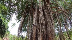 КОГДА ЛУЧШЕ ехать на ГОА?  Как выглядят пляжи Гоа летом?Сезон  дождей в Гоа