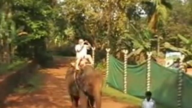 Видео Экспедиции на ГОА. Слоновья ферма. Слониха Саятса смотреть онлайн