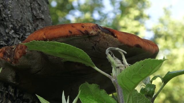 Shaggy Bracket, Inonotus hispidus смотреть онлайн
