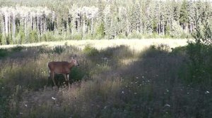 Лань (или косуля?)