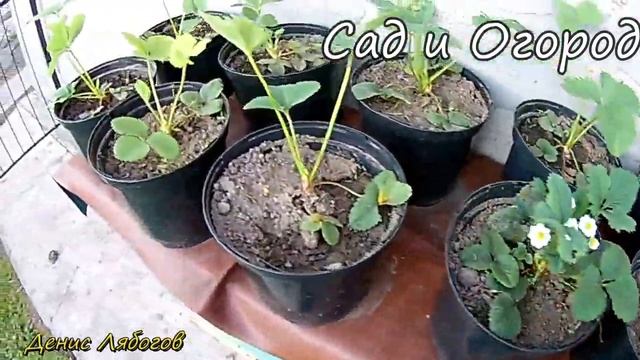 Клубника уход, Клубника в горшках, 3 часть, Супер способ выращивания клубники, Клубника на улице, смотреть онлайн