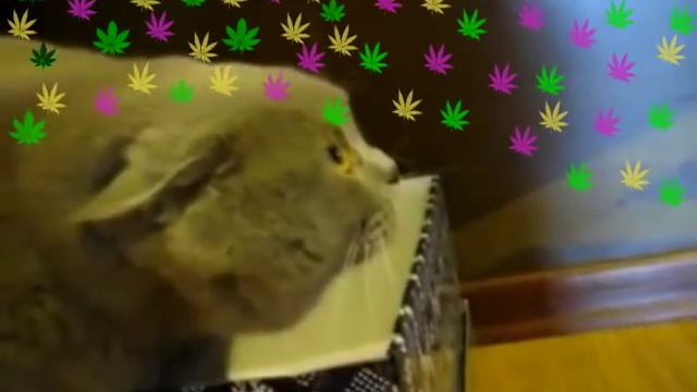 чудо кот.avi смотреть онлайн