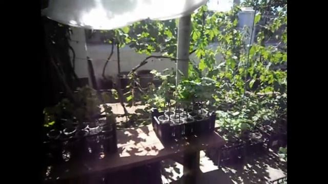Вегетирующие саженцы винограда смотреть онлайн