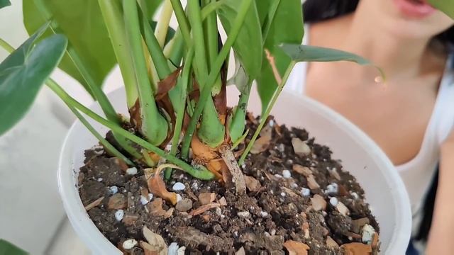 Антуриум Юта / Anthurium Utah. Обзор редкого коллекционного сорта, информация о продаже