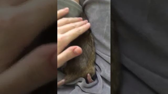 Декоративная Крыса спит смотреть онлайн