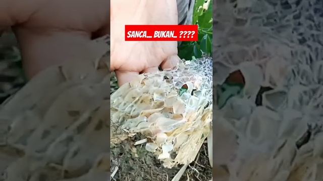 NEMUIN KULIT ULAR PHYTON смотреть онлайн