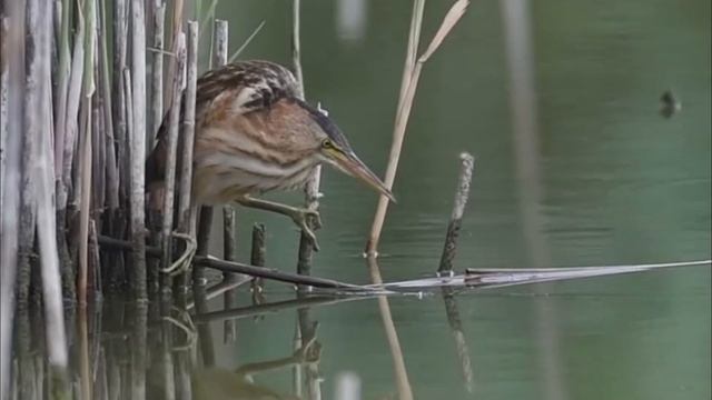 Волчок - Ixobrychus minutus.mp4 смотреть онлайн