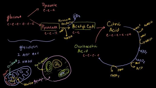 Krebs / citric acid cycle | Cellular respiration | Biology | Khan Academy смотреть онлайн