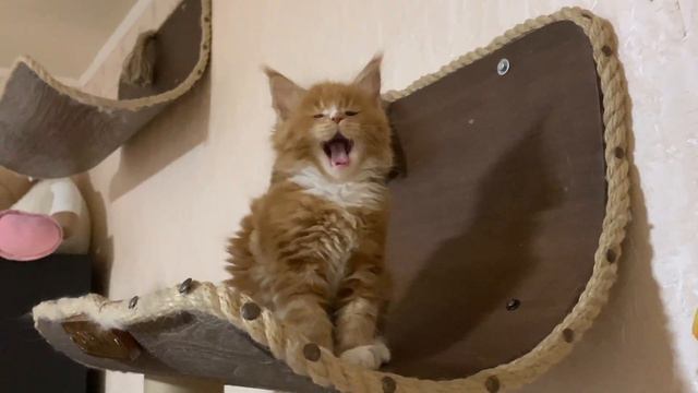 Перфект. Питомник мейн кун котят "Суламита". г. Воронеж смотреть онлайн