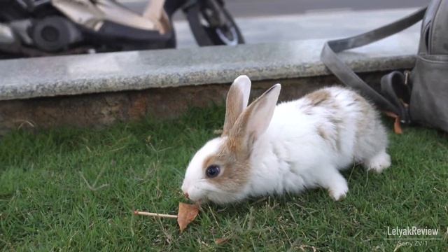 Sony ZV-1 после 4 месяцев: лучшая камера для блоггера? смотреть онлайн