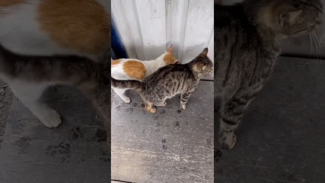 Кошка без хвоста? смотреть онлайн