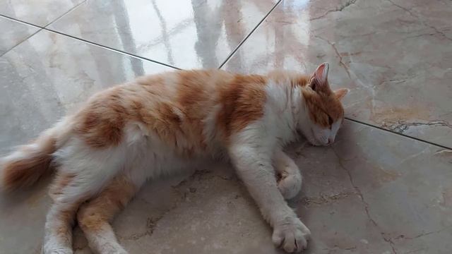 Кто потерял котика? Чей котик? смотреть онлайн