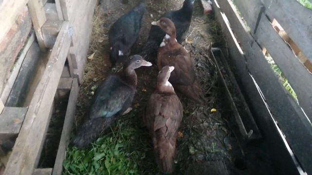 Где утка а где селезень? смотреть онлайн