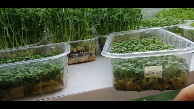 ?????САМАЯ ЛЮБИМАЯ МИКРОЗЕЛЕНЬ В НАШЕЙ СЕМЬЕ. ОБЗОР. ГДЕ БЕРУ СЕМЕНА смотреть онлайн