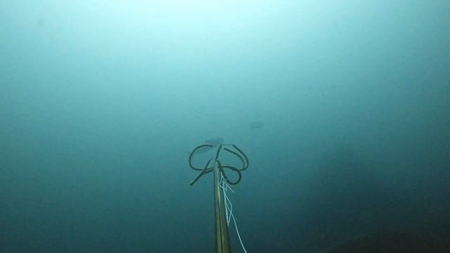 Stoned a 40 lbs yellowtail - spearfishing baja смотреть онлайн