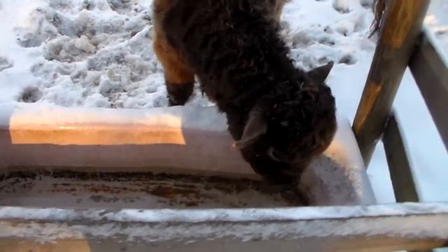 Scottish Highland Bull Getting a Drink смотреть онлайн