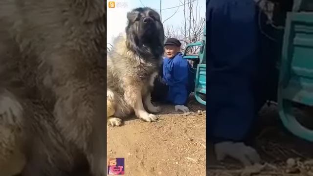 Дворняга, вольная порода смотреть онлайн