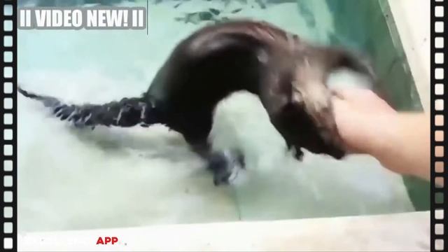 Выдра - милые и забавные Выдры! Выдры Видео Сборник смотреть онлайн