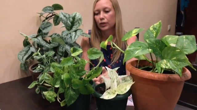 Сциндапсус. Идеальное первое растение