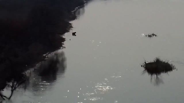 медведь на р.Бикин Хаб.кр. смотреть онлайн