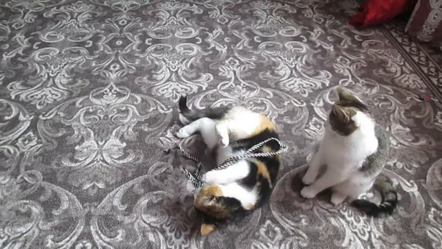 1 марта - День кошек России! смотреть онлайн