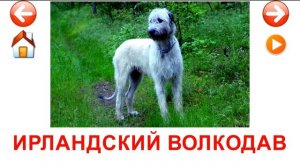 Развивающие карточки Домана. Породы собак.